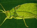 Common True Katydid